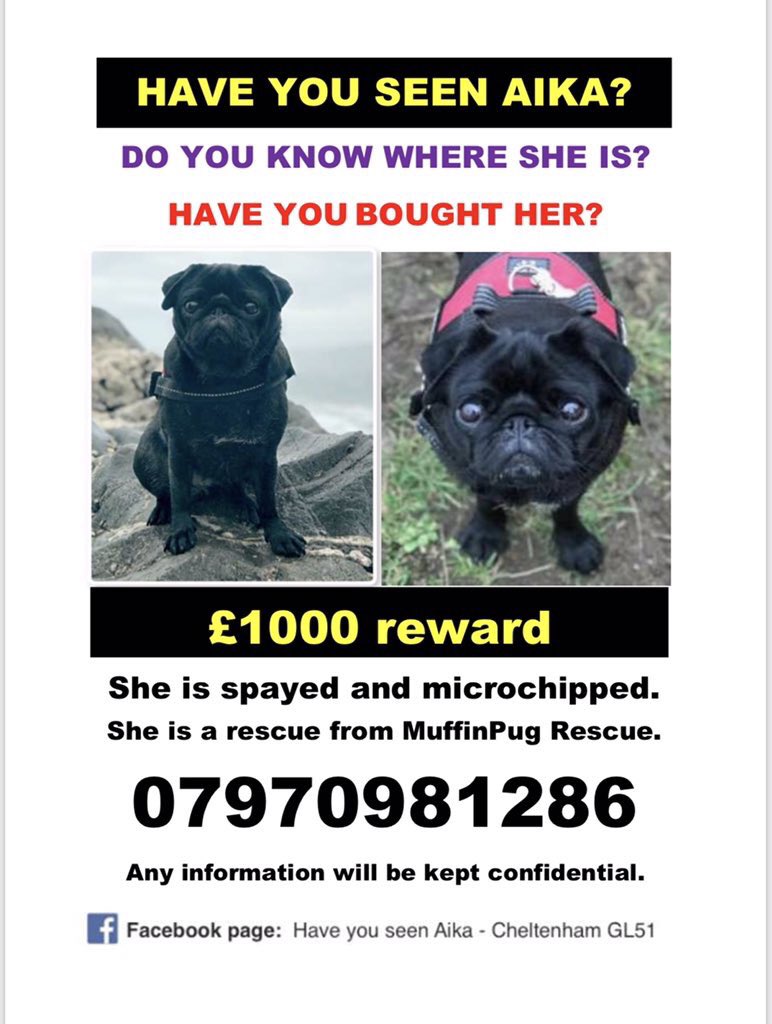 BlueFrenchie1's tweet photo. WHERE IS AIKA PLEASE?π#missingaika https://t.co/x0z20sUPCR