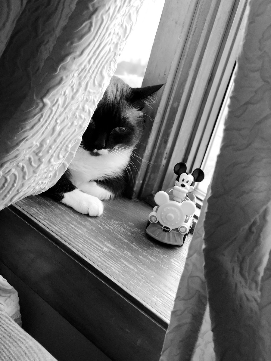 AndreasDiary444's tweet photo. She’s so P-Oed! Mickey seems to be taking up her personal space! 🤣 #PetsofDisney #MickeyMouse #DisneyLife https://t.co/54GafR6oxt