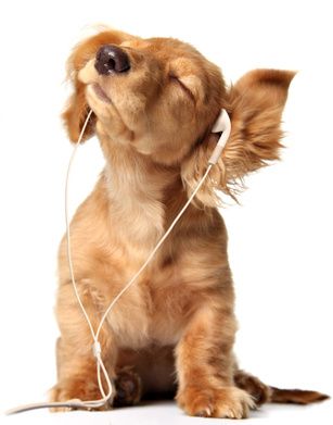alb_olvr's tweet photo. - t'écoutes quoi comme musique toi? 
- Bah du nich'ka
-... https://t.co/3VGifKn2a2