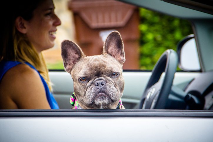 The Daily Puppy tweet media