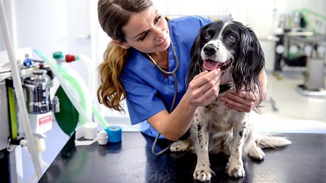 educatingvet's tweet image. Happy International Women’s day! Shout out to all the women doing an amazing job in the veterinary profession! #internationalwomensday 
Image: @BBCRadio4