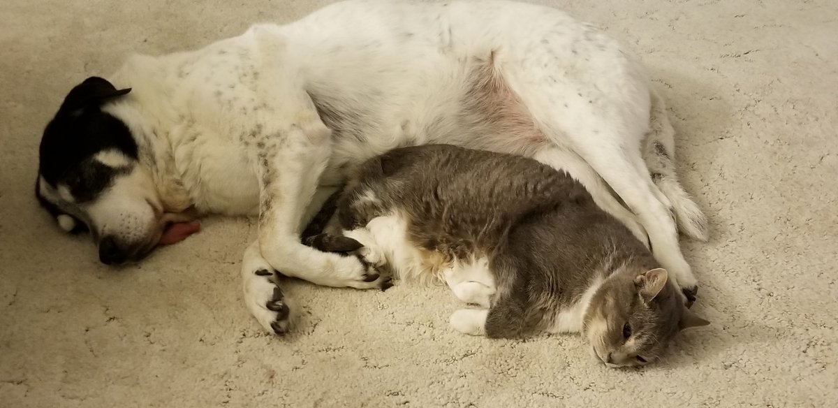 JuliaKristine's tweet photo. @OshPup77 @ryanharding86 @NoVa_Caps The napping is contagious!#ALLCAPS #letgocaps #CapsDevils #CAPSCANINES https://t.co/46WVbqVcSs