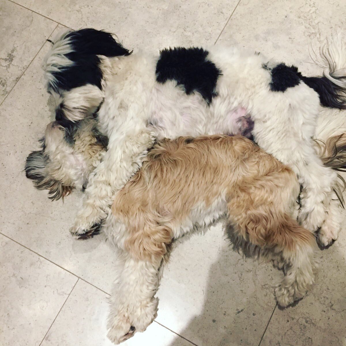 <a href="/Crufts/">Crufts</a> spooning Tibetan Terriers - Ziggy and Jessi, it’s love💗