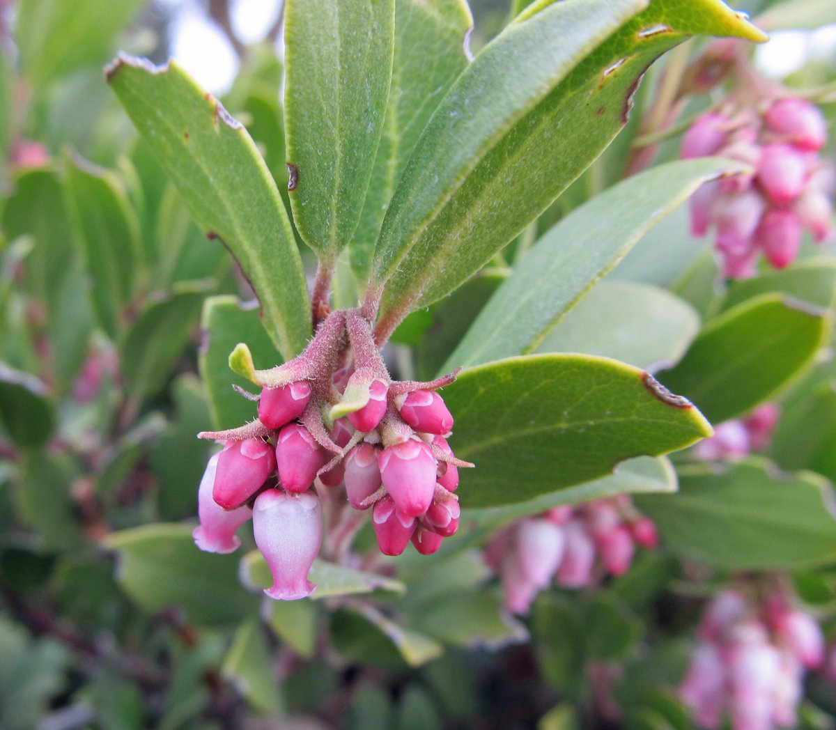 IdahoBotanicalG's tweet photo. Panchito manzanita (Arctostaphylos x coloradensis) is now blooming in our @plantselect Demonstration Beds #springflowers #plantselect #publicgardens https://t.co/ODWRR1Jc0B