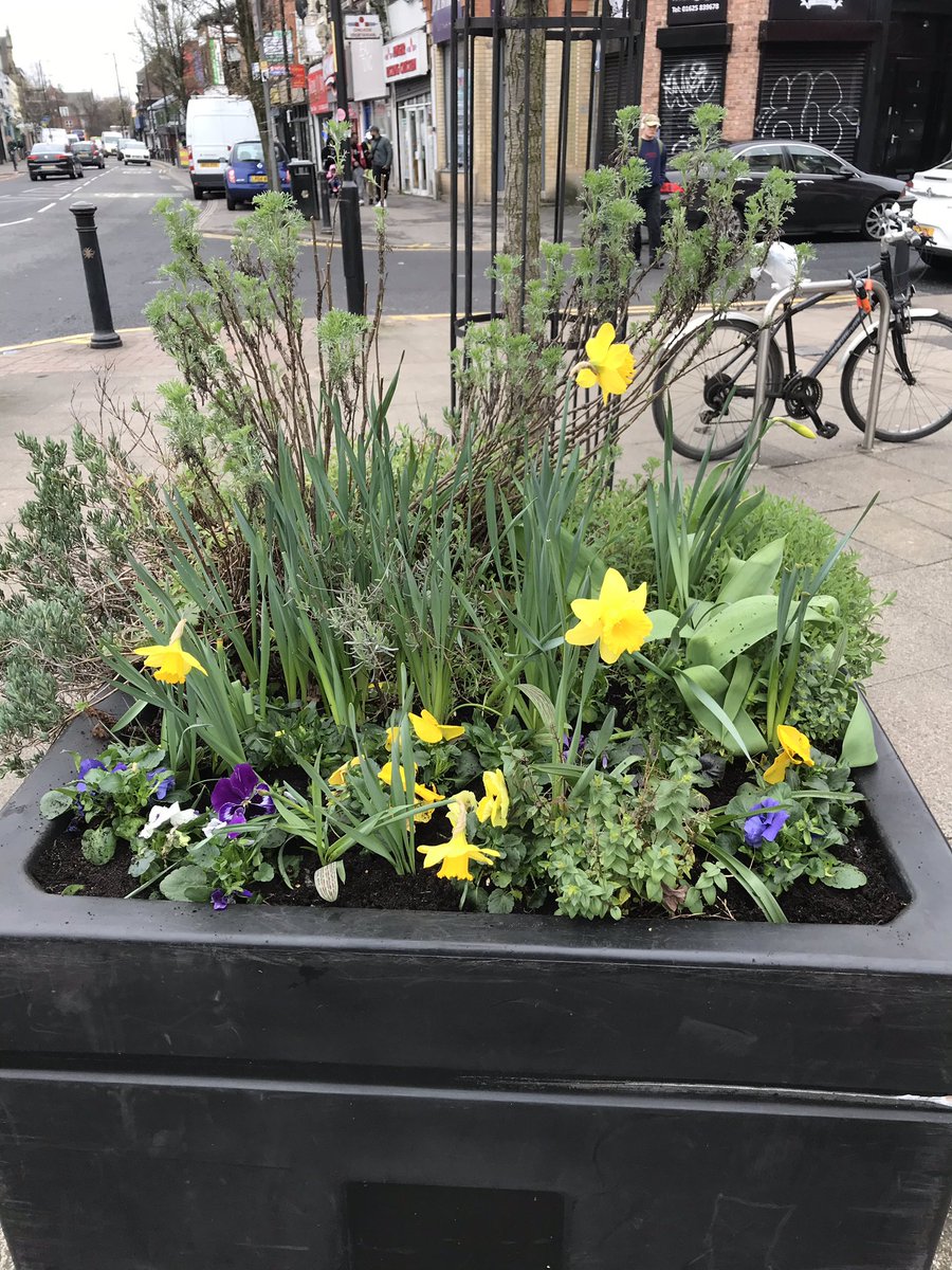 greeney_eyes's tweet photo. Withington planters looking colourful #CGs #volunteers #lovewhereyoulive #rutherfordsquare #withingtonlibrary https://t.co/5TXAwacGnW