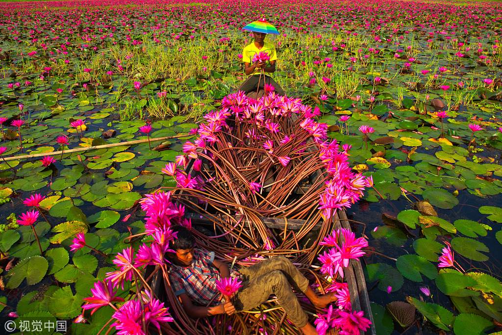 растения страны. пуйя раймонди растение. растения страны. растения символы стран. долина вансянь в китае.