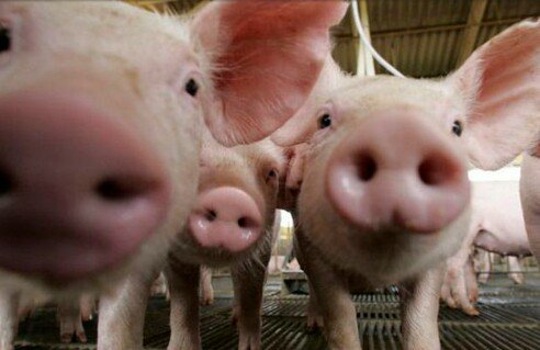 QuinnEmber's tweet photo. Go vegan---because your life is not more important than the life of another 😢 https://t.co/9JFLMl1I3Q