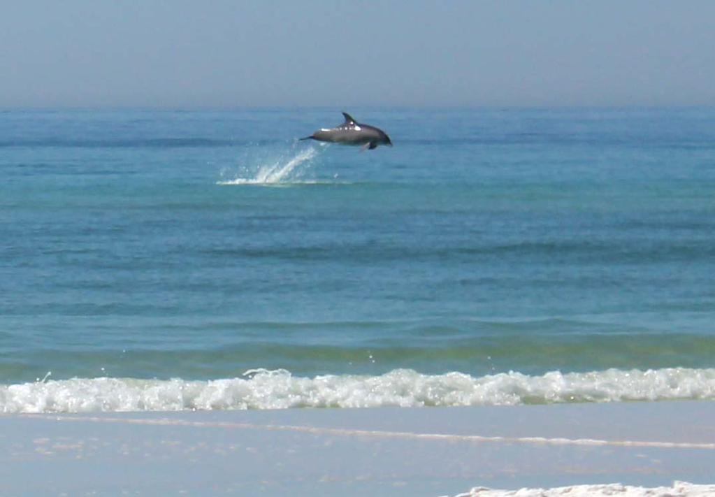 Thank you to Marina Brehm for this photo of a dolphin leaping from the water at Henderson Beach State Park in #Destin. It's our timeline cover photo for today.