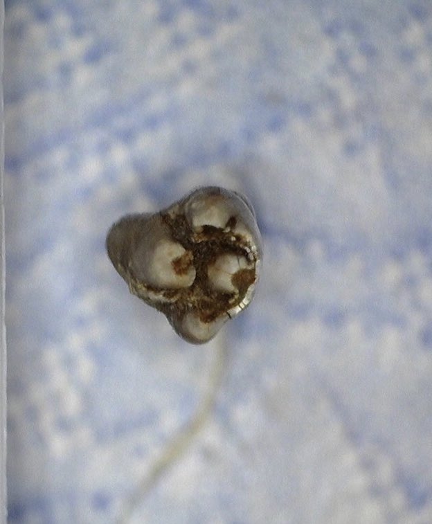 WAVPaleo's tweet photo. For this #FossilFriday here’s the first Harrymys magnus fossil known in Oregon! This tiny little P4 is from the Crooked River Mascall which indicates the strata is Hemingfordian (not Barstovian like the type Mascall in John Day!) For more oregonian rodents, come to #wavp2019 https://t.co/qT6WY9j3hl