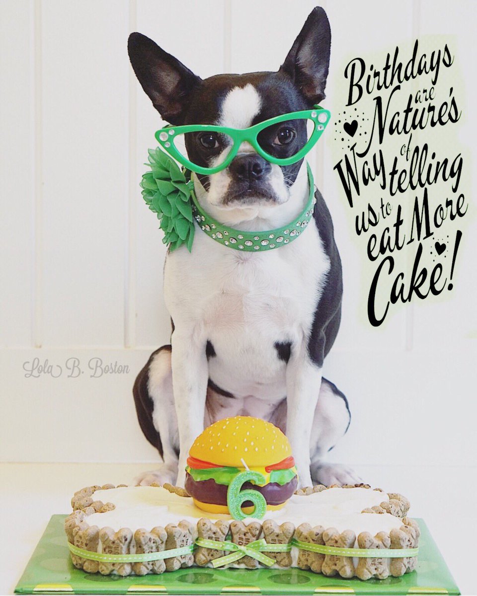 LolaBBoston's tweet photo. Celebrating #lolabboston all day today! Happy SIX to this girl!😍 #dogbirthday #itsmybirthday #dogbirthdaycake @milkbone #birthdaydog #dogcake #bonecake #dogsinglasses #bestwoof #bostonterrier https://t.co/Q0Tx7vfQiD