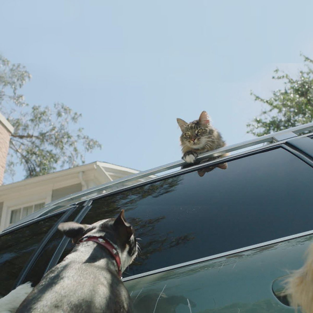 Cova140's tweet photo. When a car got caught between a carefree cat and a pack of pooches, Farmers® covered it on 2/2/17. Curious whether your policy can withstand some pesky paw prints? Give me a call. https://t.co/S73F8gL53b