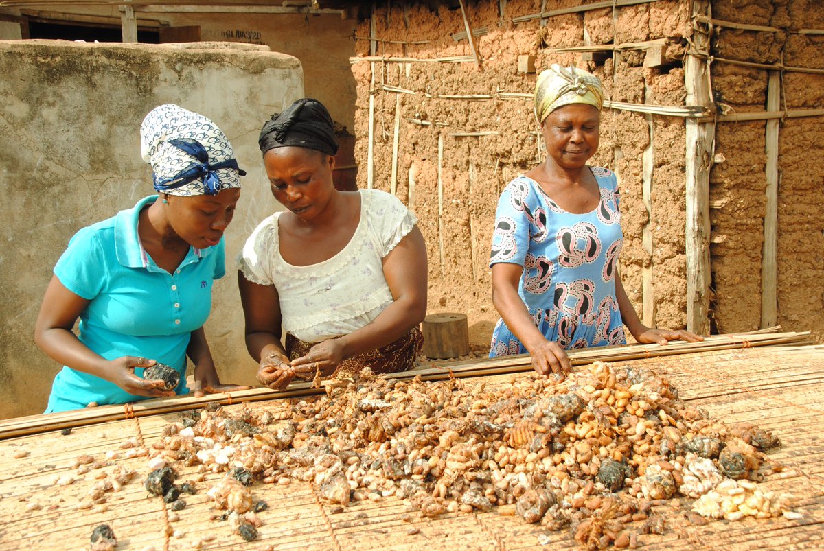 UNDPfoodsystems's tweet image. Women play an essential role in #CocoaProduction in Ghana. In the photo, Josephine provides training to fellow farmers on good agricultural practices, forest laws and regulations, and community tree tenure rights to help build their capacities for #SustainablePractices #WomensDay