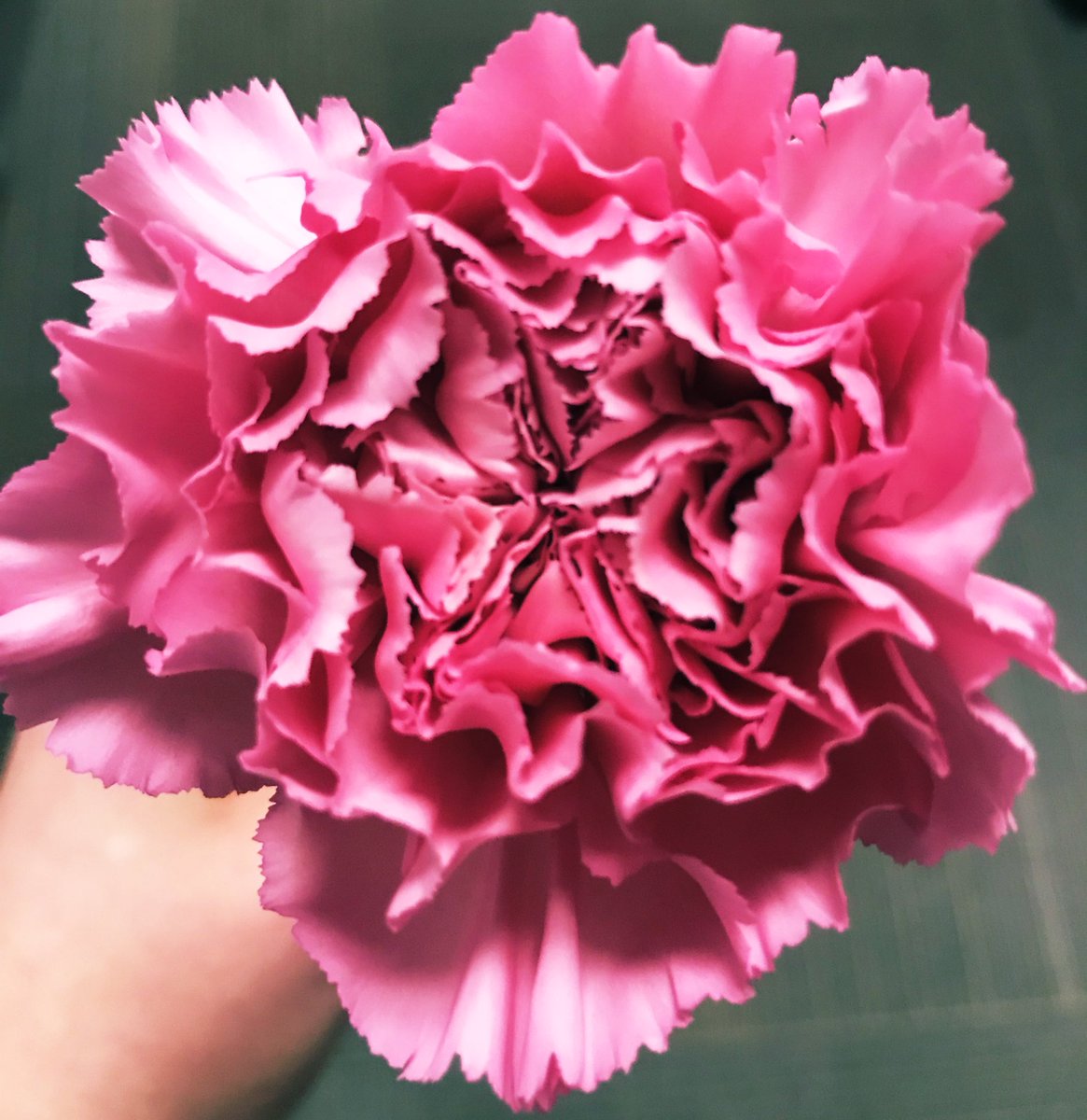 Tiala_DC's tweet photo. Thank you @tonyd_dc for the beautiful surprise on #InternationalWomenDay2019 @durhamcollege #iheartDC #dc_cff https://t.co/Qwk236mQOF