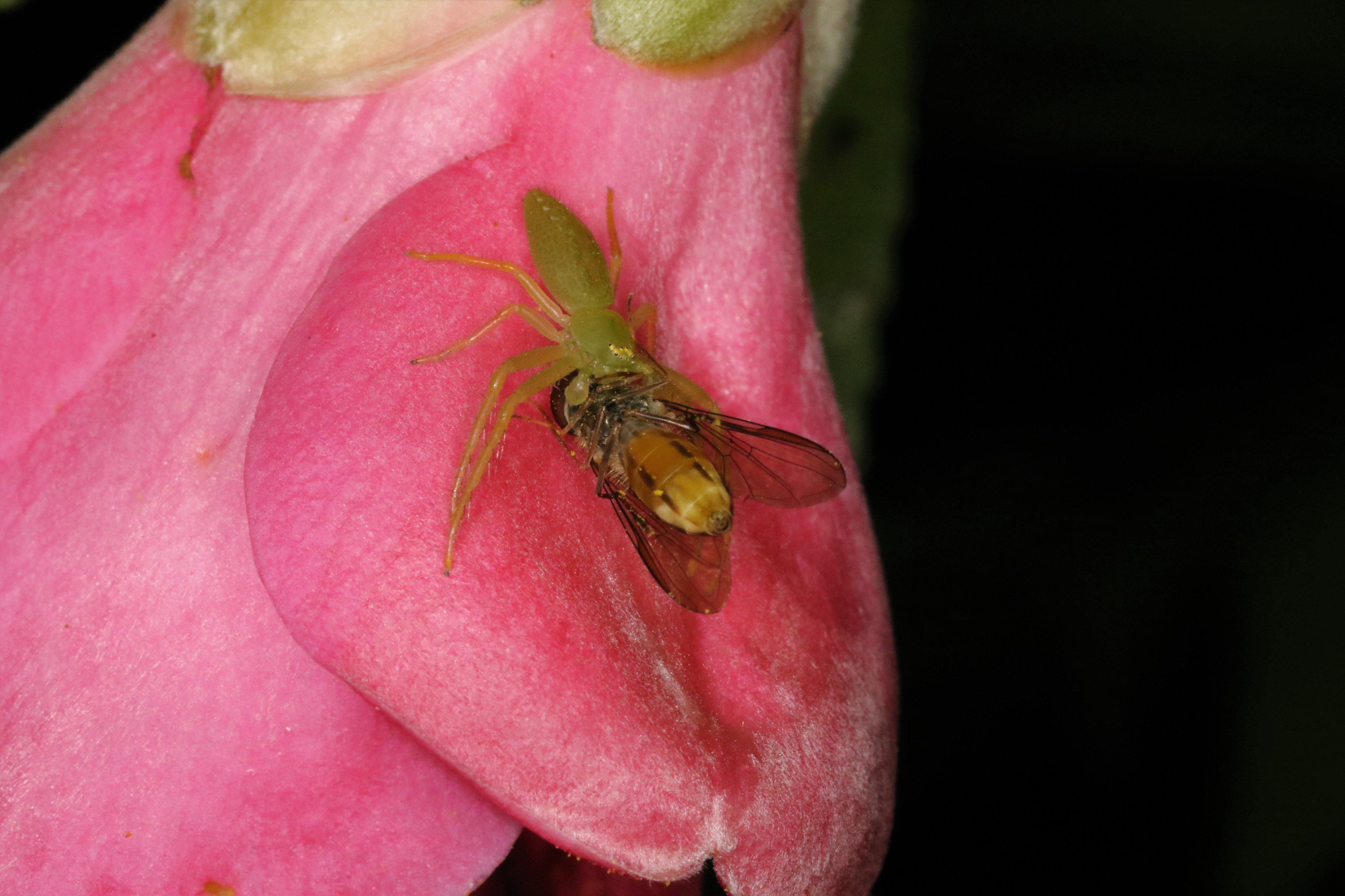 くいしんぼ ヤニサシガメ幼虫とワカバグモ幼体 小さいながらも優秀なハンターたち K夜の観察会 T Co Qbcidlgz2l Twitter