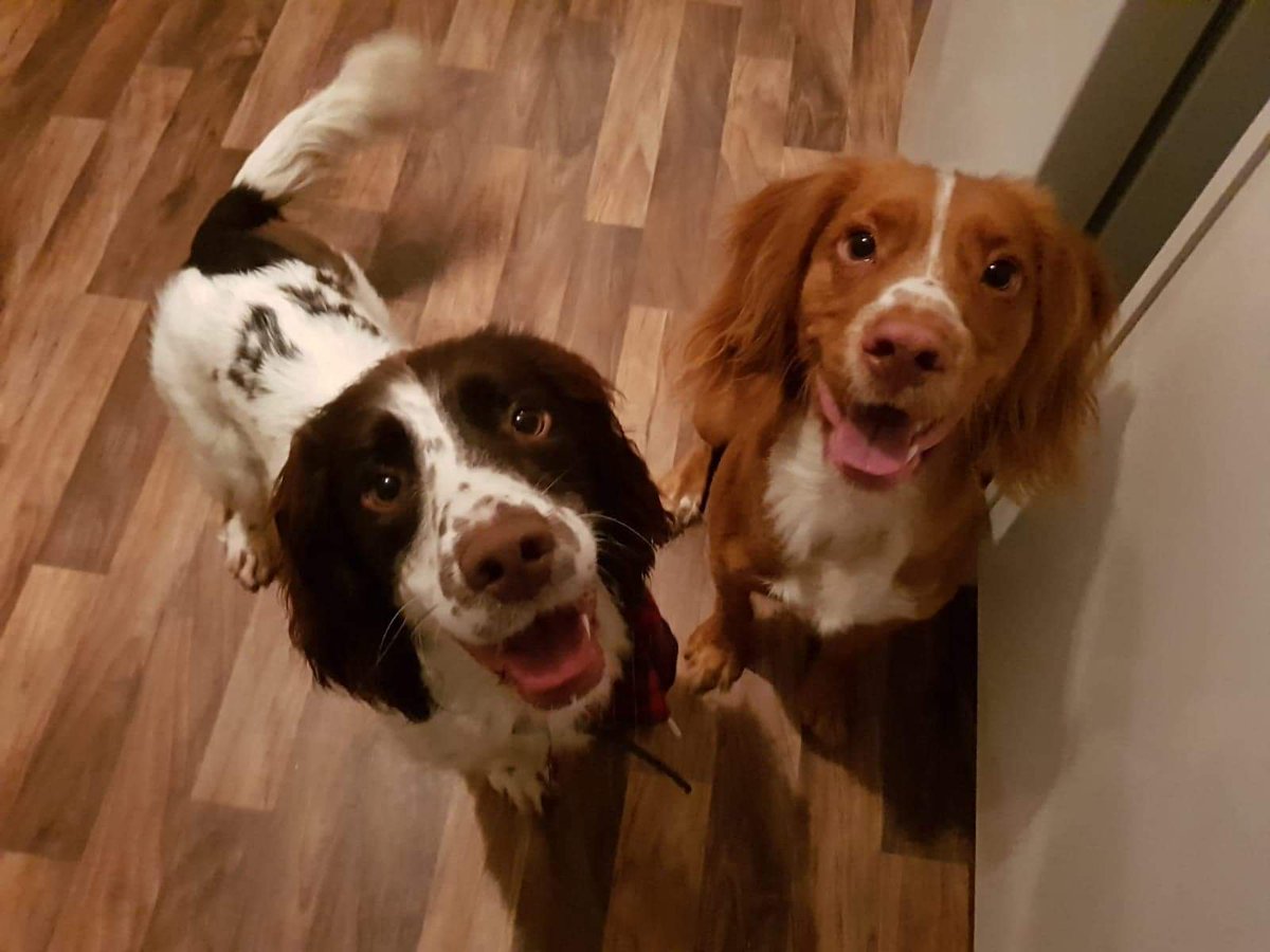 Henry and best friend lily #Crufts #Crufts2019