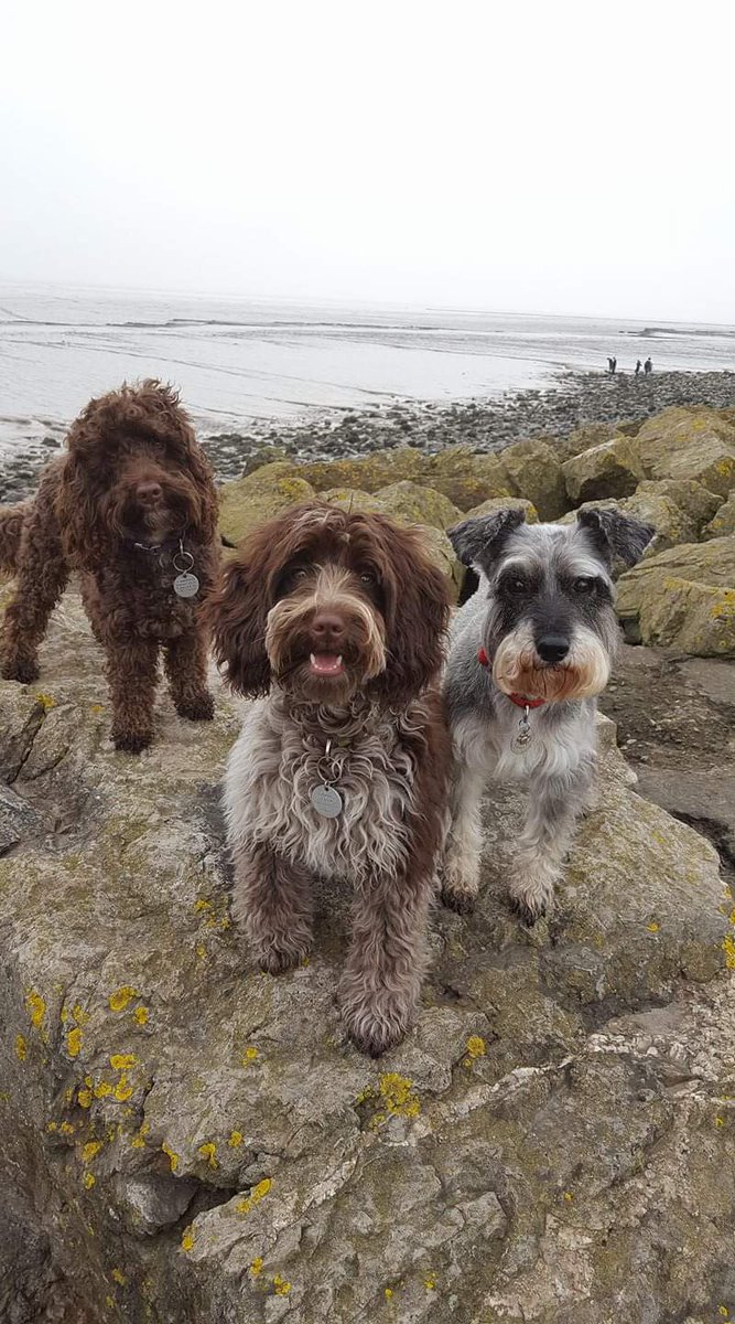 MiddleWilko's tweet image. #crufts Winnie, Martha and our sadly late beautiful schnauzer, Paris. Such fab, loving dogs.