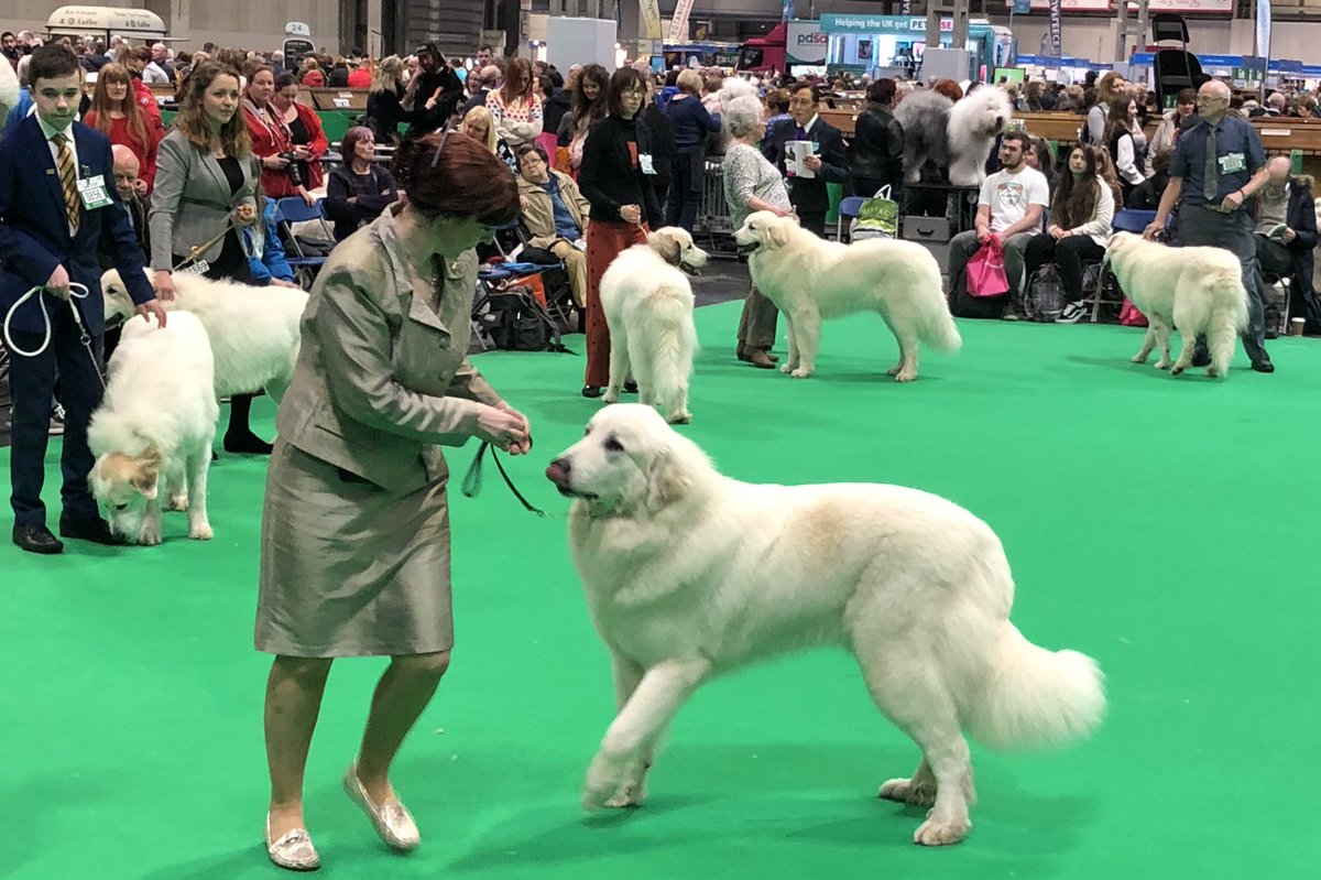 Fantastic to have the opportunity to visit @Crufts 2019 today - really proud of the health & welfare improvements we’ve achieved through @BritishVets & @TheKennelClubUK working together... but still lots of work to be done 🐶 #education #communications #CanineHealthSchemes 🐶