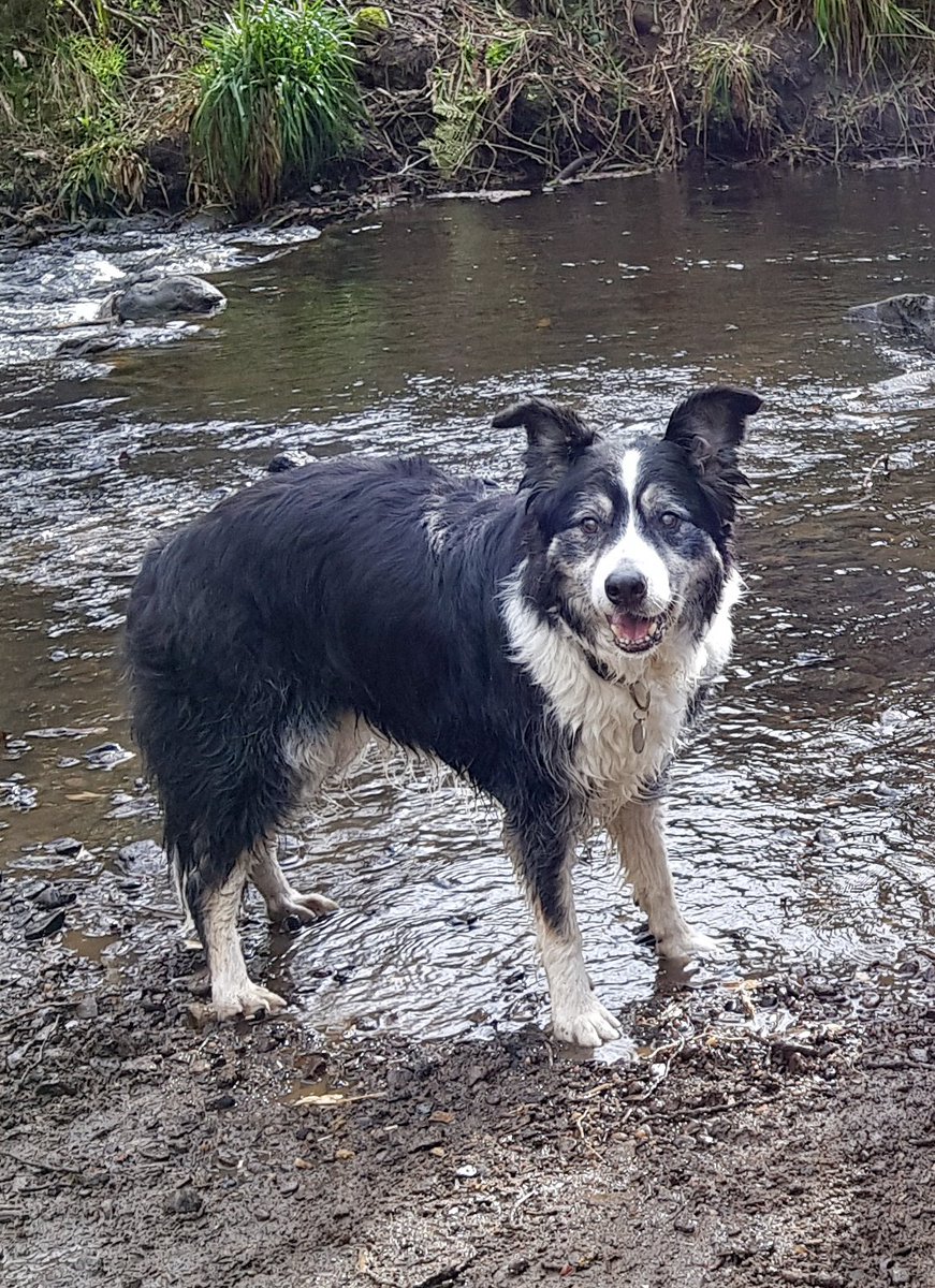 SamSharmanPO3's tweet photo. @clarebalding Shep is 14 years old today! He has cognitive canine dysfunction and already on selegiline which has been a massive help! Is there anything else I can give alongside this? #Crufts https://t.co/l7yLWxf0sl