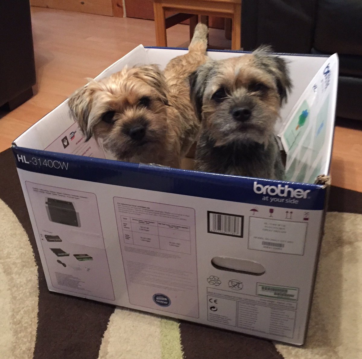 Me and my brother #Crufts