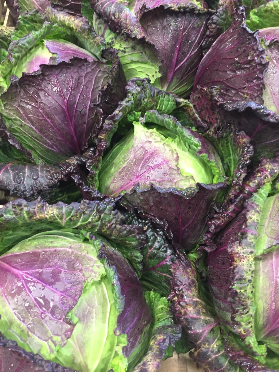 Totalcornwall's tweet photo. Cabbage Cabbage Cabbage 
Cabbage Cabbage Cabbage 
Cabbage Cabbage Cabbage 
Cabbage Cabbage Cabbage 
Cabbage Cabbage Cabbage 
Cabbage Cabbage Cabbage 
Cabbage Cabbage Cabbage 

How Many Cabbage you got - 
A Lot 

#21cabbage https://t.co/NedNAFQSzv