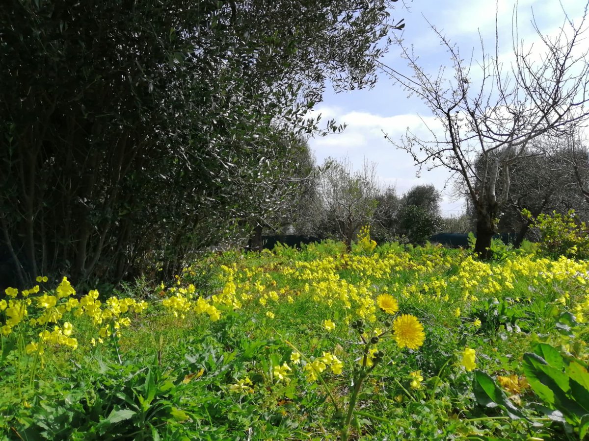 emmanuelap's tweet photo. Ci sono momenti in cui il sole appare più prezioso, i fiori di primavera più belli, l’azzurro del cielo speciale. #8marzo #FestaDellaDonna #InternetOfWellness 💐 https://t.co/wyuABq5shA