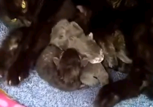 gatogazzu's tweet photo. No te olvides de Thorcas y sus bebes... ellos aun siguen necesitándonos. Vamos todos juntos a poner nuestro grano de arena!
https://t.co/84S0UdwPxr https://t.co/EyUYnLJ6O2