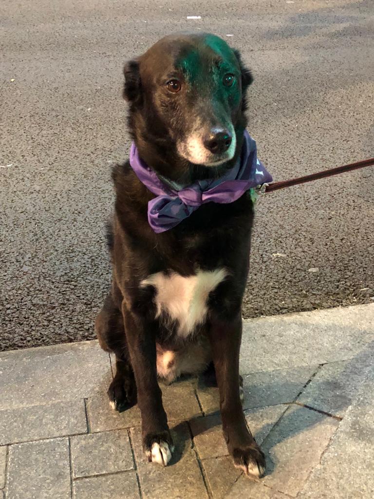 fifimadrid's tweet photo. My favourite feminista! #InternationalWomensDay #8M #8M2019 #dogsforequality https://t.co/dMaAGPDVP9
