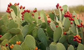 De la bandera mexicana a los campos de Argelia, encuentran opciones de vida los campesinos para no dejar su país

huffp.st/Njafgnu
