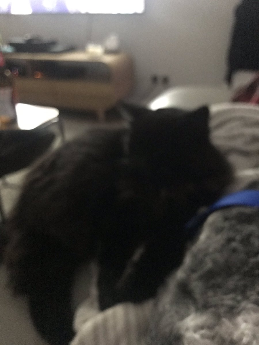 MinorMorgan's tweet photo. If you don’t do personal space with that cat you get hurt https://t.co/ikqVOBXqfE