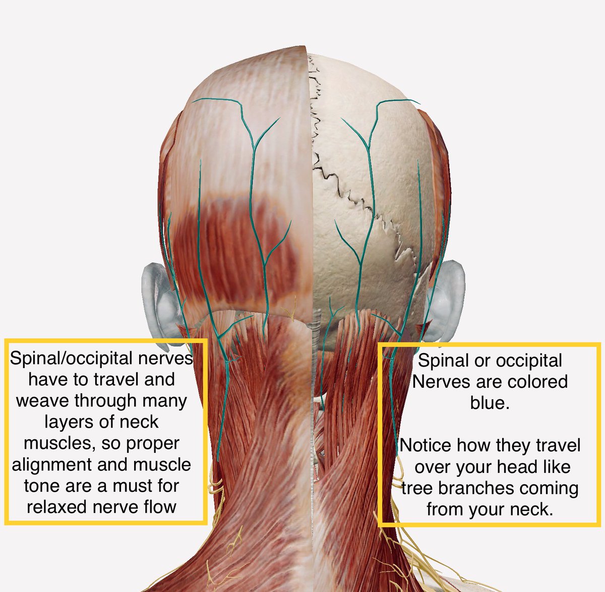 Bruce_Chiro tweet picture