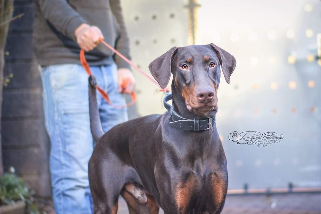 DobigirlSB's tweet photo. Artur von Asenkraft 8 months old https://t.co/5ScKbbcIBA