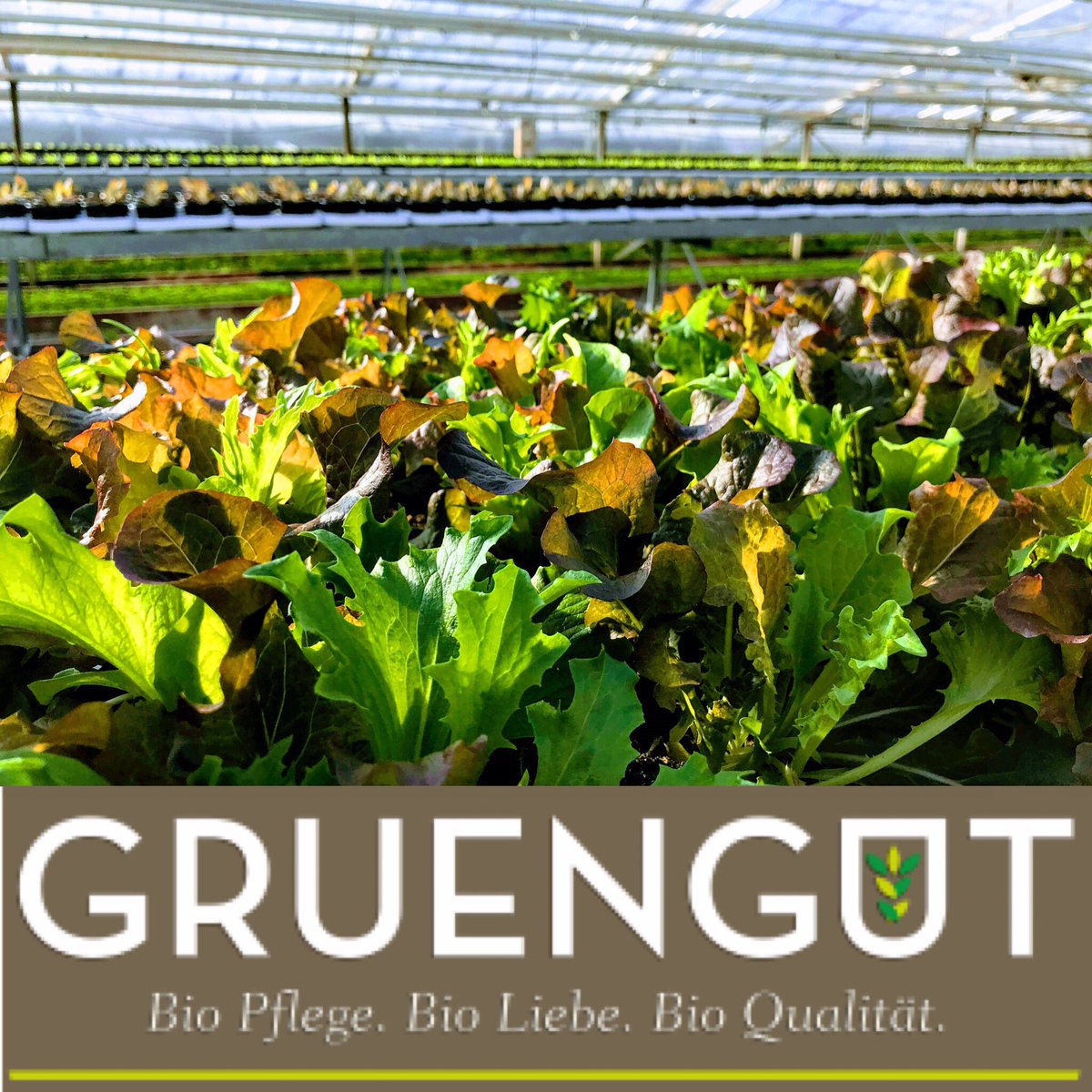 Es ist wieder soweit, die ersten #bio #pflücksalate können ausgeliefert werden. Dank dem guten Sonnenschein sind die Laubblätter schön ausgefärbt und der Geschmack gereift. #öko #salat #gruengut #nachhaltig #biokräuter #kräuter #gärtnern