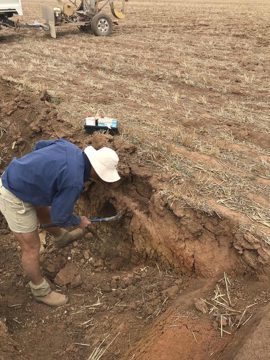 matthew_sparke's tweet image. Doing some pits in central vic looking at the bleached layer of soil we see and planning ripping and lime on the red soils. So much potential to improve yields and reduce risk.