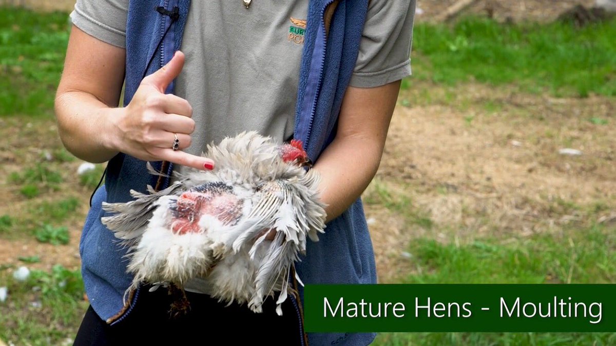 2️⃣days to go! 🤩🐔🐥🐣 #Bantams #Chickens #hens #cockerels #moulting #gardenhens #birds #burygreenpoultry