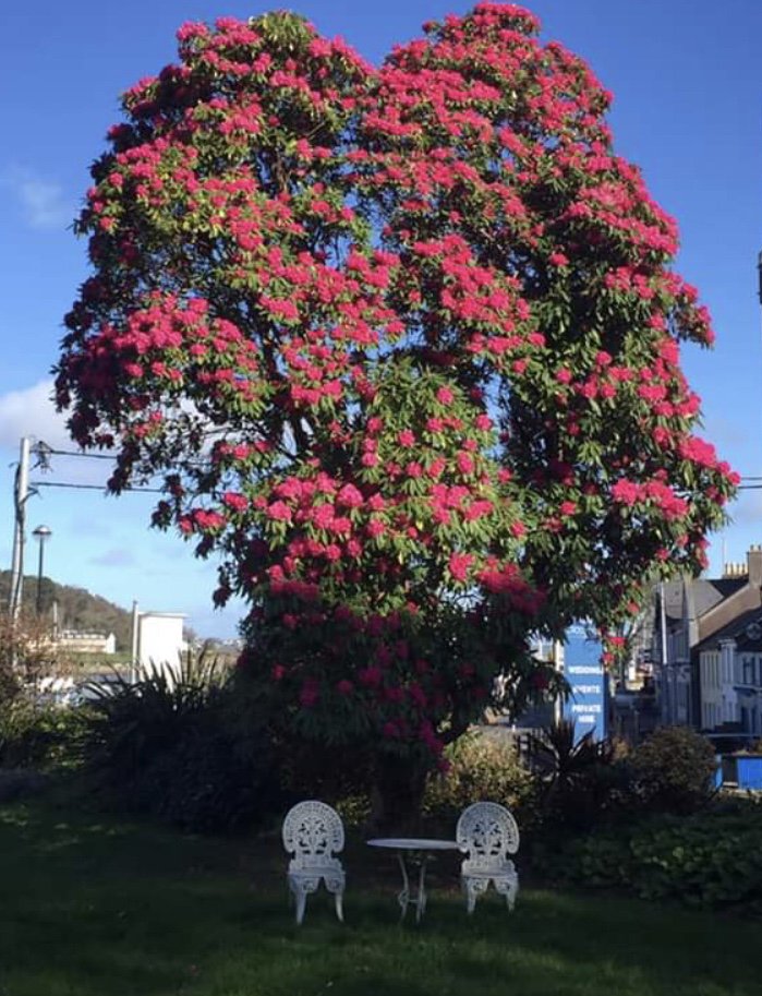 Crosshaven House (@crosshavenhouse) on Twitter photo Great to see that Spring has Sprung!!!
@beautifulcrosshaven
<a href="/lovepinkflowers/">lovepinkflowers</a>
<a href="/crosshavenhouse/">Crosshaven House</a>
<a href="/springtime/">Wen</a> Great to see that Spring has Sprung!!!
@beautifulcrosshaven
<a href="/lovepinkflowers/">lovepinkflowers</a>
<a href="/crosshavenhouse/">Crosshaven House</a>
<a href="/springtime/">Wen</a>