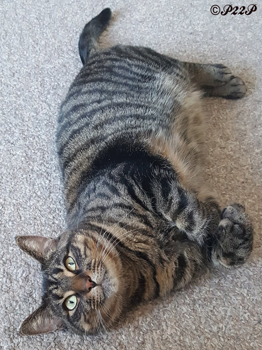 🐈‍⬛🐈 Paige, Mogwai, Scooby & 👼MrK 🐱 tweet media