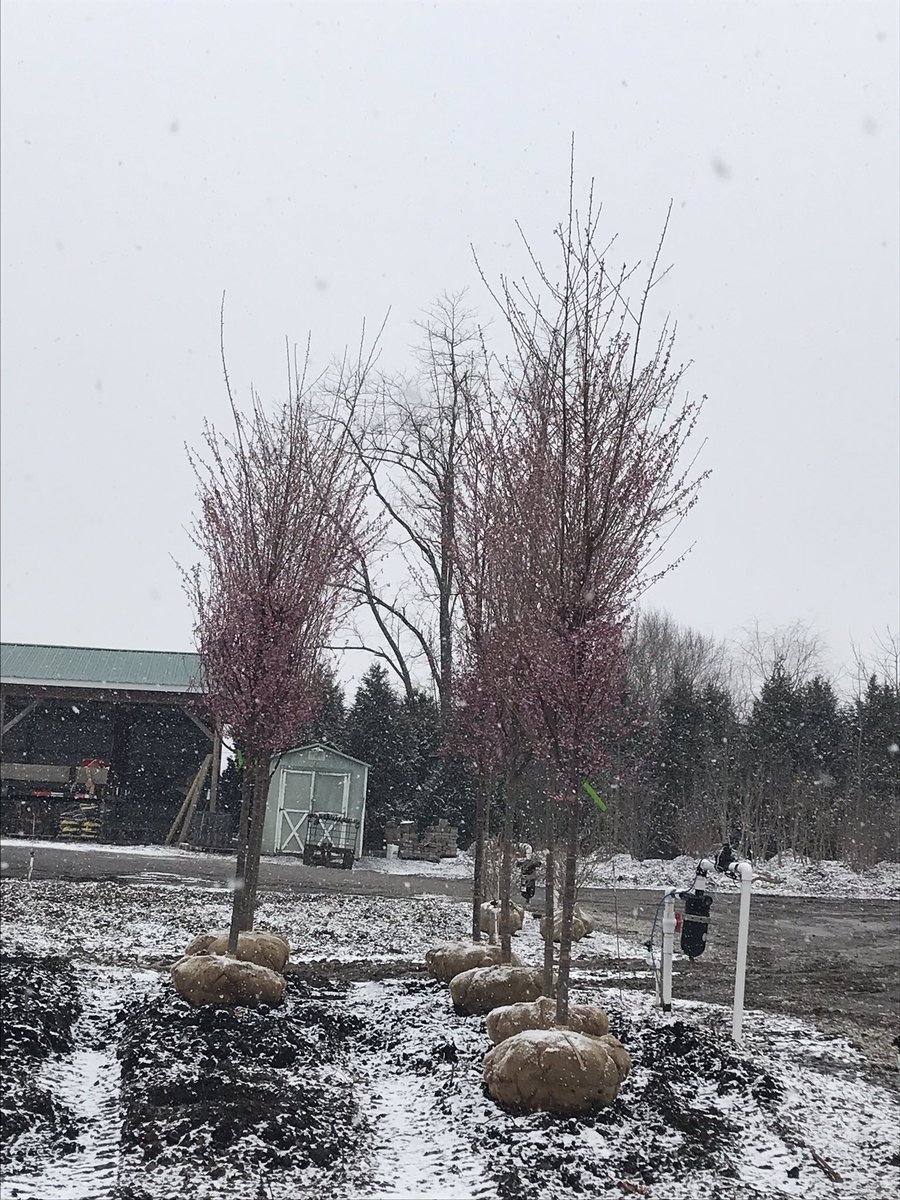 juliafk7's tweet image. Blooming Cherries in the snow #CSWN #spring