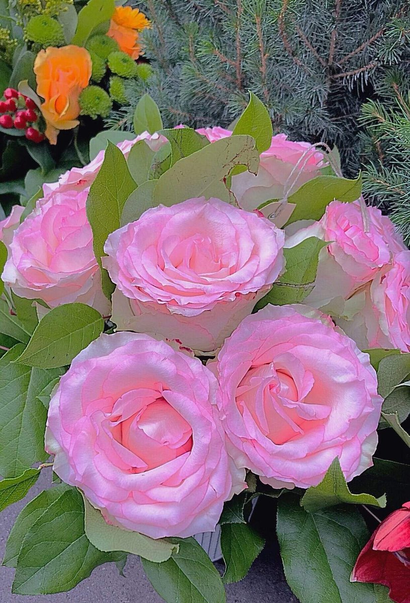 SayedAbu14's tweet photo. https://t.co/Mg3mhOPdKi