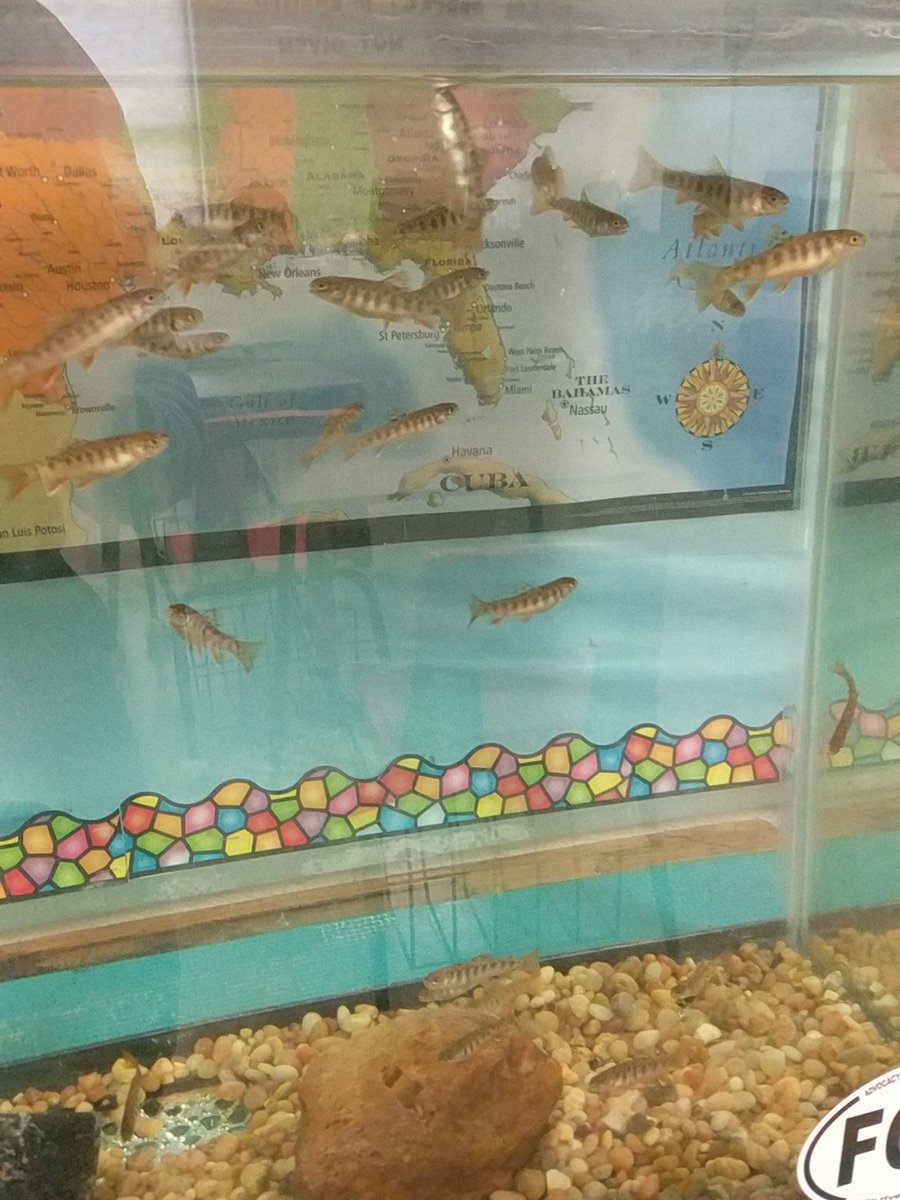 APMilbourne's tweet photo. Our trout in the classroom are getting big! @River_Friends https://t.co/p5PU0oFPsi