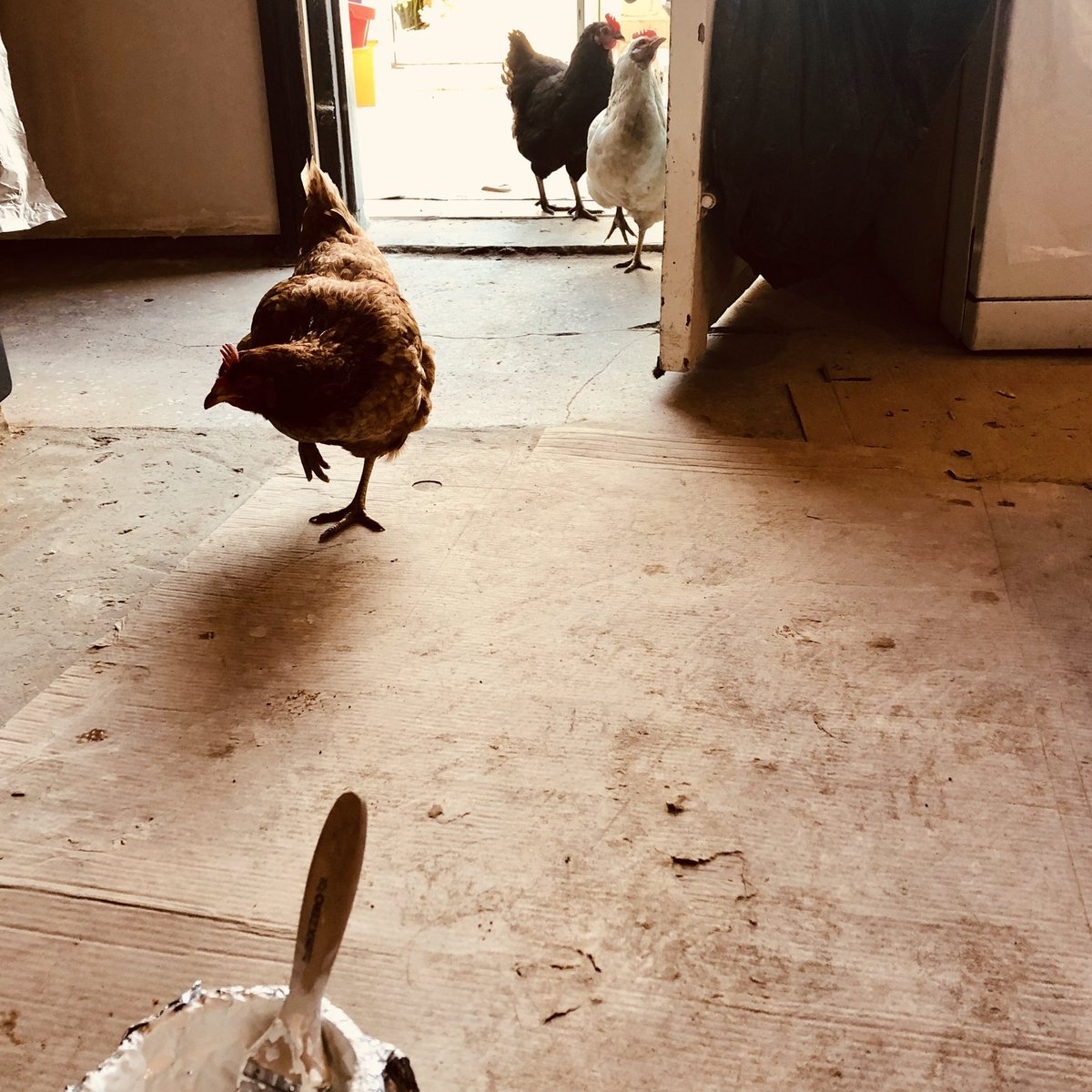 Lovely company on a project last week.