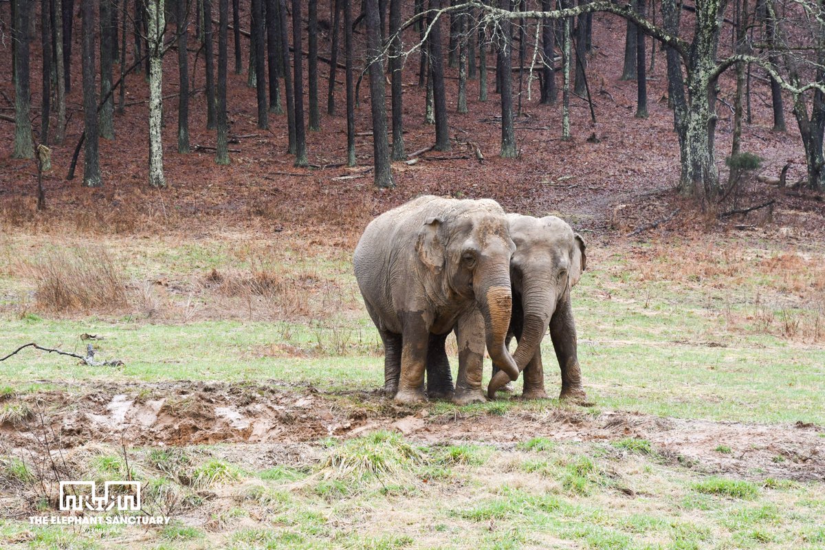In the wild, female elephants naturally live in a herd with their mothers, aunts, sisters, and cousins. At The Sanctuary, non-related female elephants develop a similar intimate bond. Today we celebrate our 11 strong females and women across the globe! #InternationalWomensDay