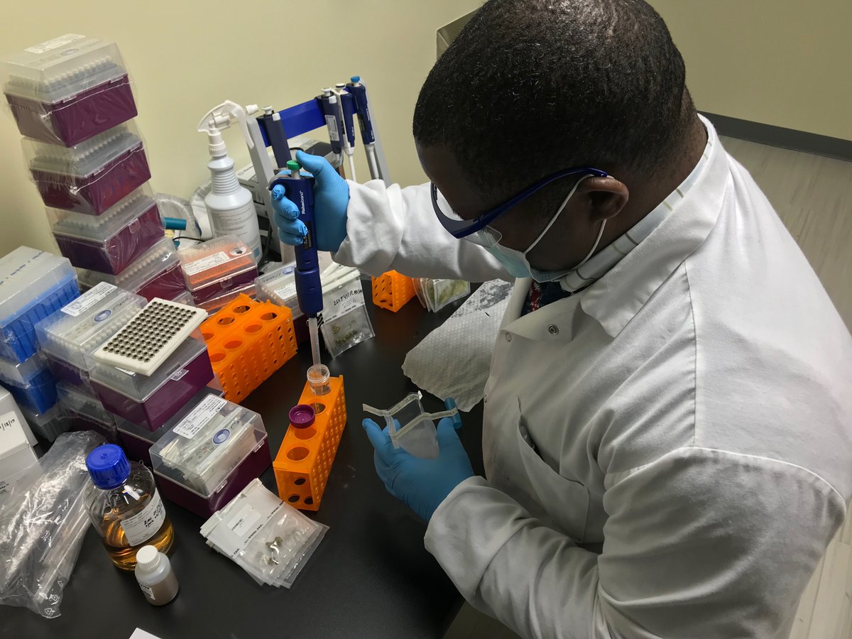 (Are You Qualified to Work in a Cannabis Testing Lab?) DOPEY TIMES 
Lab Work: Cutting Edge Science
Quales biologist Enagnon Missihoun prepares cannabis samples for microbial testing. (Photo: Ajay... - is.gd/5ky2zc