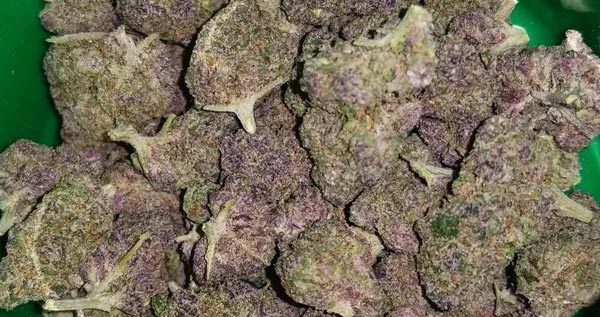 (Purple Headband Strain Review - I Love Growing Marijuana) DOPEY TIMES 

In this guide you will learn

It is difficult to find fault in a strain like Headband. Apart from being potent, it has a creamy... - is.gd/19tGUi