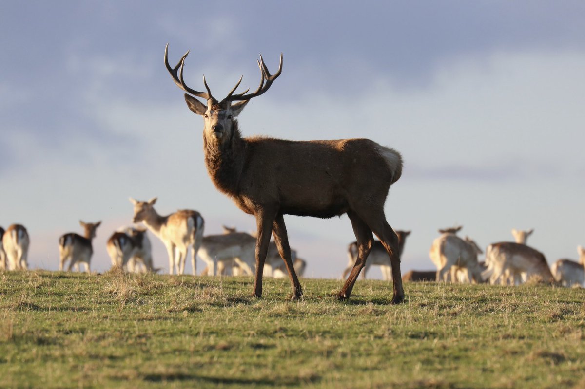 WhitcherWild's tweet image. It’s Friday, time to strut your stuff. #deer #friday #FridayFeeIing