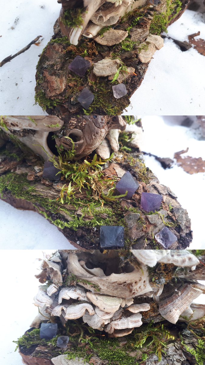 sdobcreations's tweet photo. Polyporus - Naturescape Rabbit Skull
Tea stained rabbit skull with turkey tail fungi, various mosses, and bark speciments. Featuring ten flourite polyhedrons on a live edge cedar plaque.
#vultureculture #homedecor #rabbitskull #turkeytailfungi #moss #nature #handmade #homedecor https://t.co/ajSruAI9b3