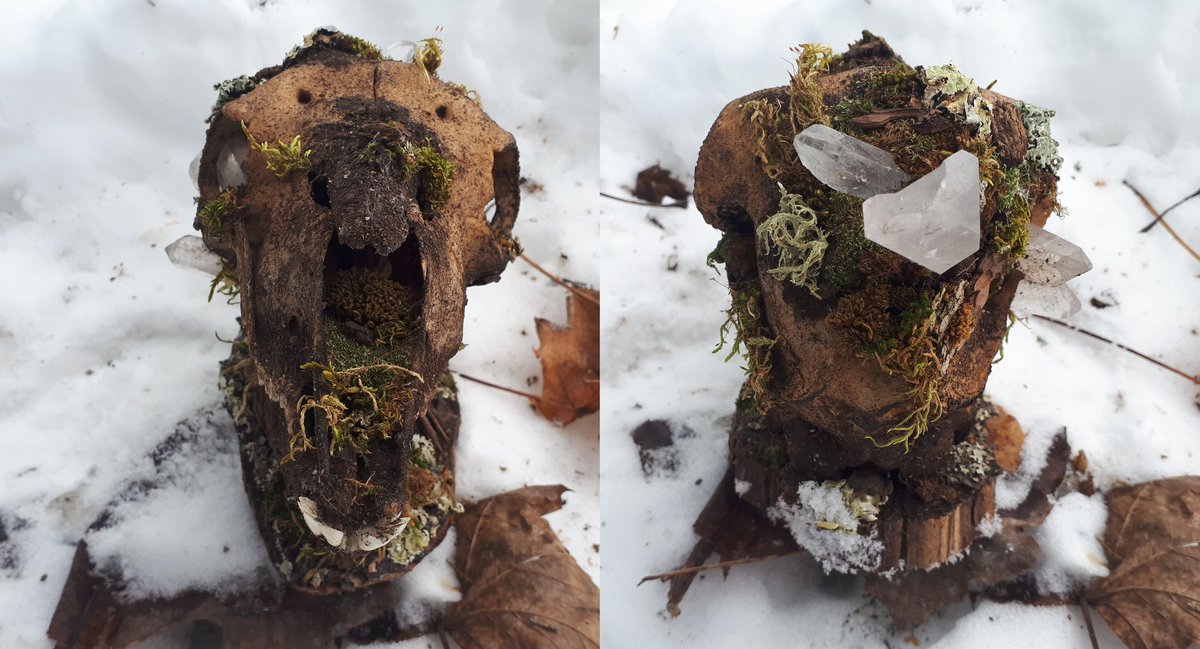 sdobcreations's tweet photo. Earthen - Crystalized Goat Skull
Small goat skull mounted on a slice of live edge cedar. Tea stained and covered in s variety of dirt, moss, lichen, and bark. Featuring five stunning Brazilian quartz points.
#vultureculture #goatskull #moss #lichen #homedecor #quartz #animalskull https://t.co/lIO0qRMNpR