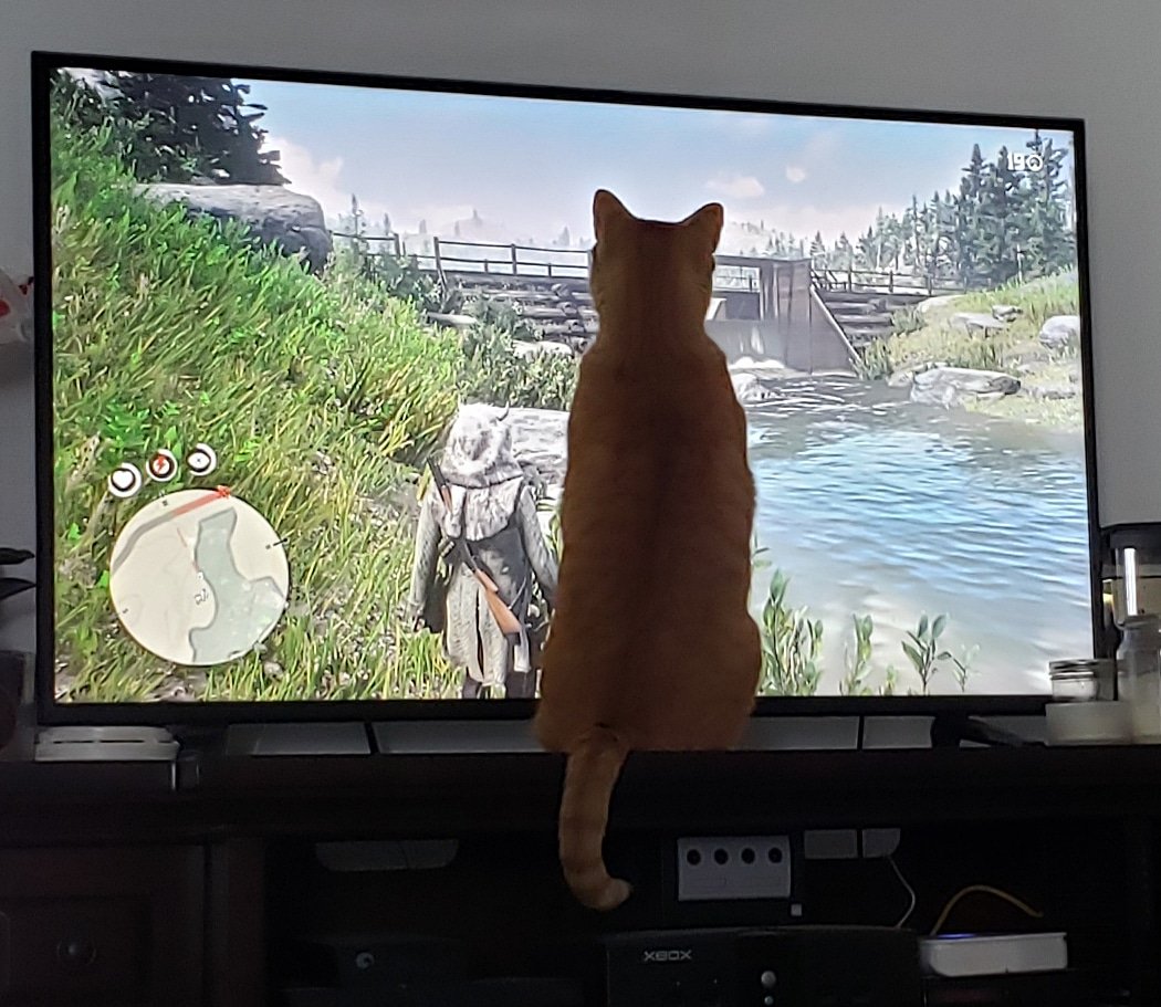 AgilitywAmanda's tweet photo. My #cat Oliver is the laziest #hunter . When I play #reddeadredemption2 he stands in the middle of the tv and #hunts 😂
#cats #lazycat #catslife #catadventures #lazyhunter #huntingcat #cathunting #catphoto #catantics #lol #funnycat #sillycat @RedDeadBase @RockstarGames https://t.co/CEkhLRWp9A