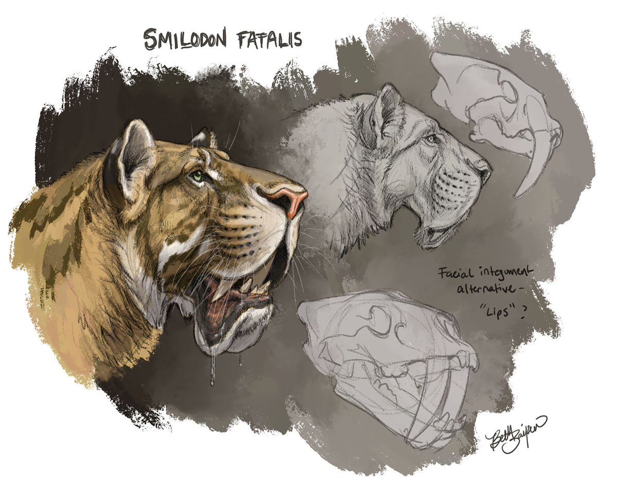 So like....WHAT IF? Smilodon fatalis...but with serious lips ya'll. Definitely less elegant than the conventional take. #paleoart #sciart #SciArtTweetStorm