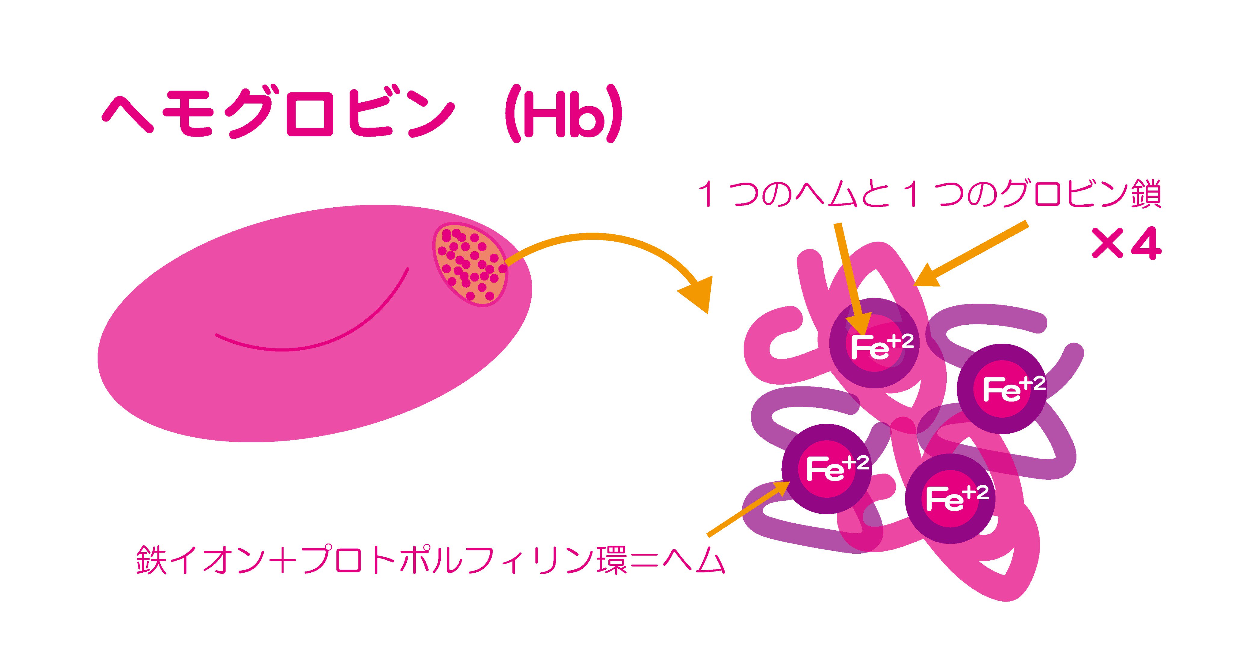 臨床検査学 41OBqwhJdBL.jpg