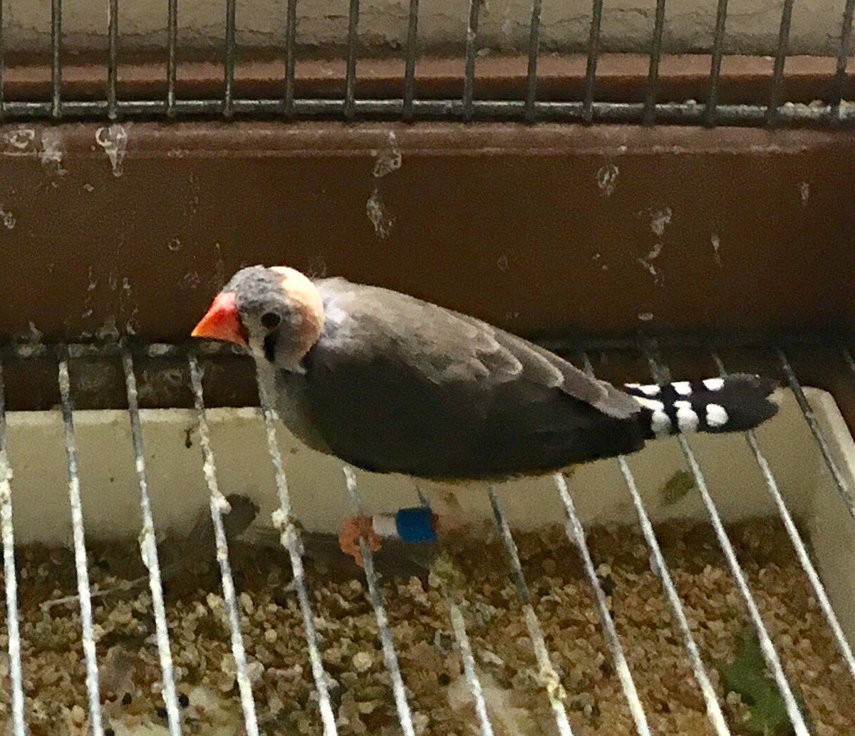 T_guttata's tweet photo. Finally got my hair cut today... Unfortunately, so did one of the finches! 😱 https://t.co/XlcM8yFhP4